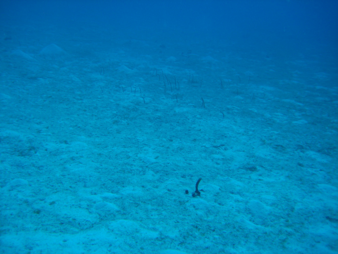 IMG_0548