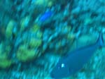 IMG_0274