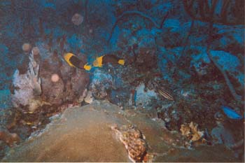 Dive1-02