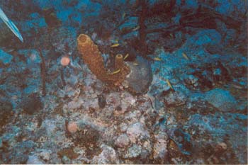 Dive1-08