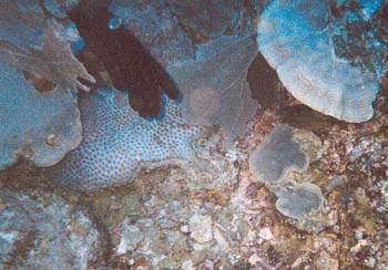 Dive1-11